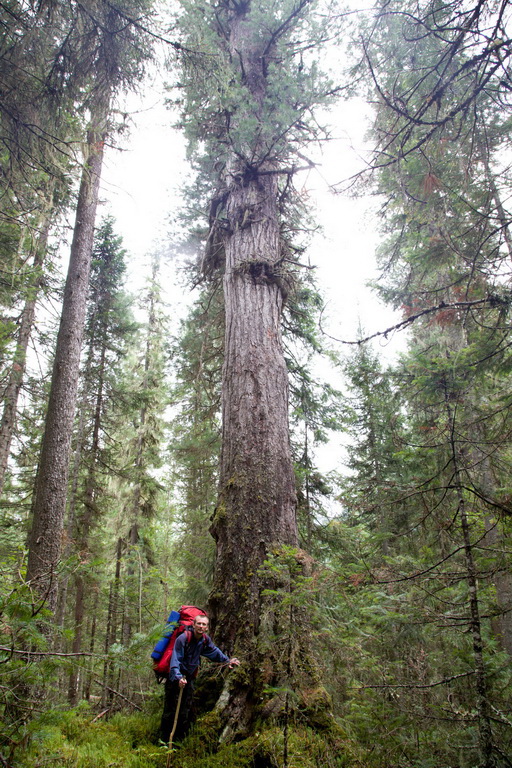 Image of Pinus sibirica specimen.