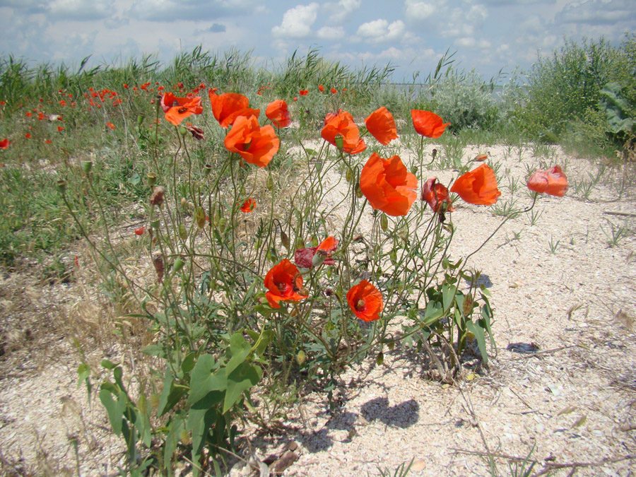 Изображение особи Papaver rhoeas.