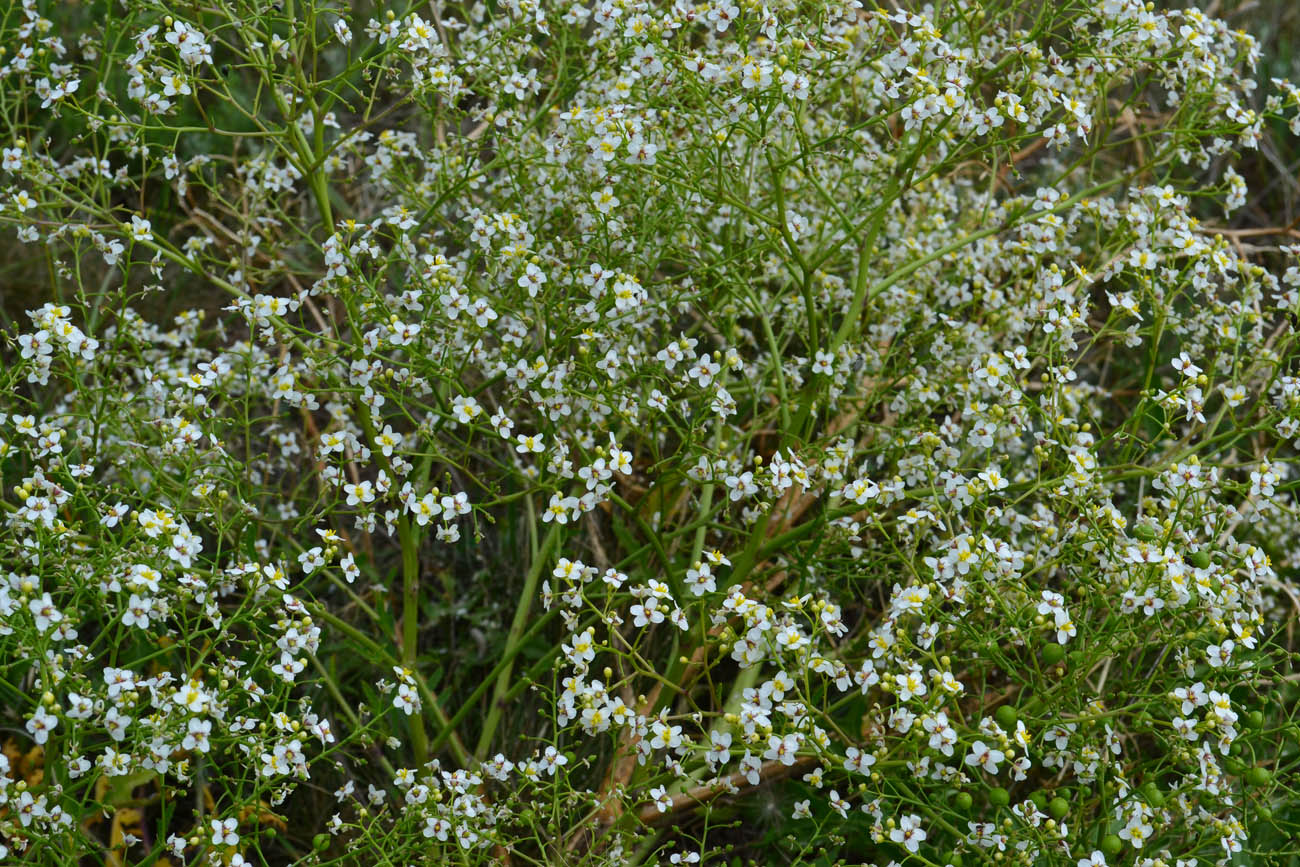 Image of Crambe tataria specimen.