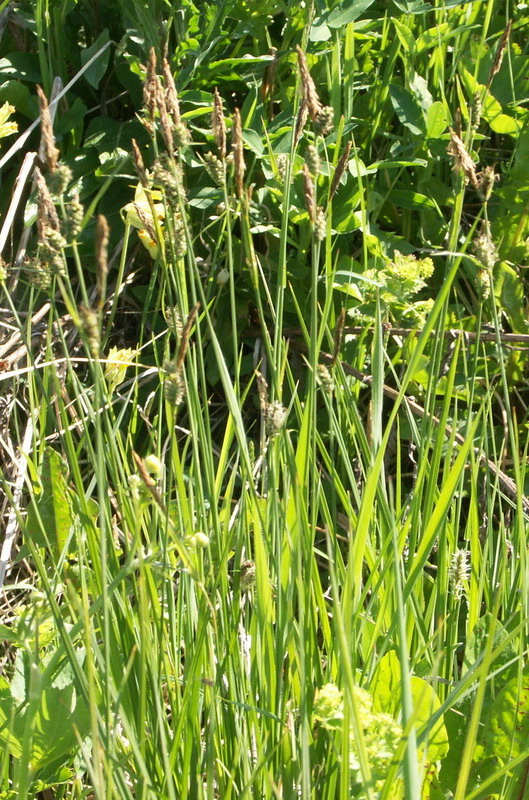 Image of Carex tomentosa specimen.