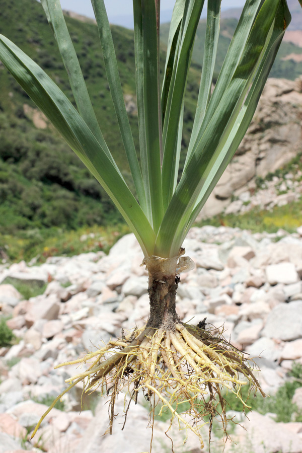 Image of Eremurus lactiflorus specimen.