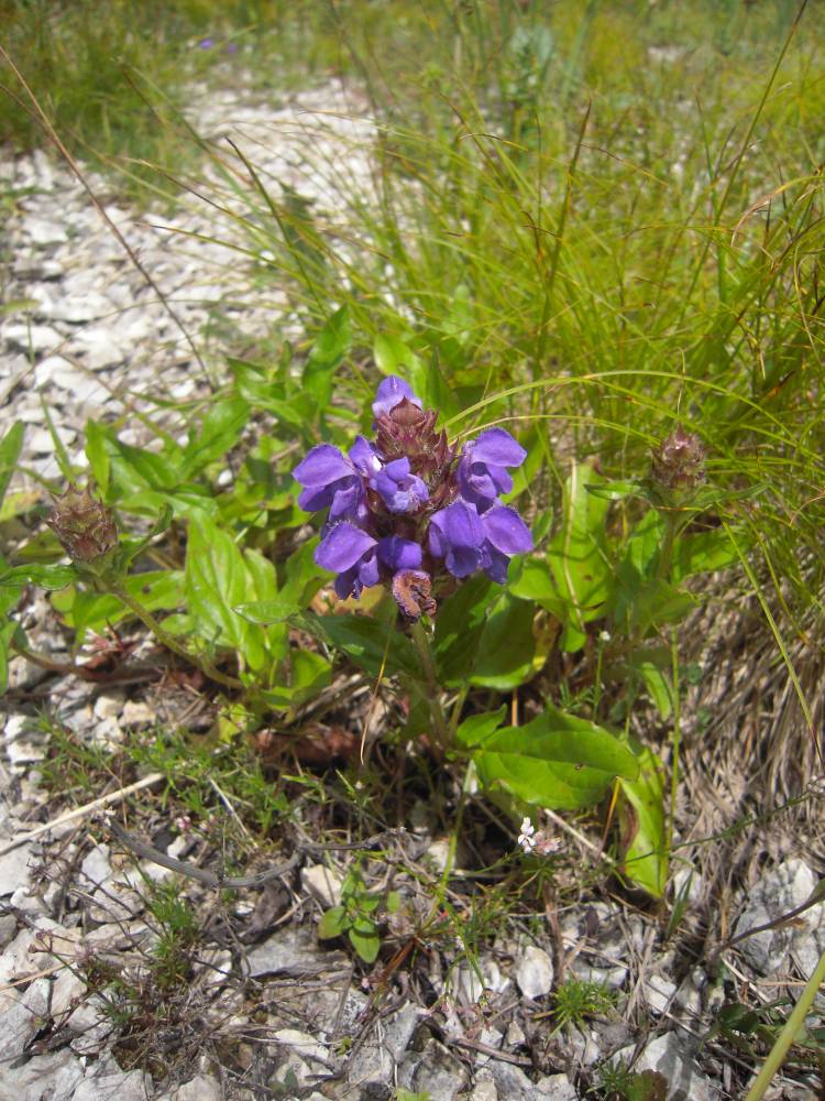 Image of Prunella grandiflora specimen.