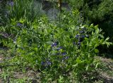 Baptisia australis
