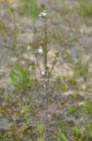 genus Euphrasia. Цветущее растение. Московская обл., Шатурский р-н, окр. пос. Туголесский Бор, песчаный склон. 10.07.2012.