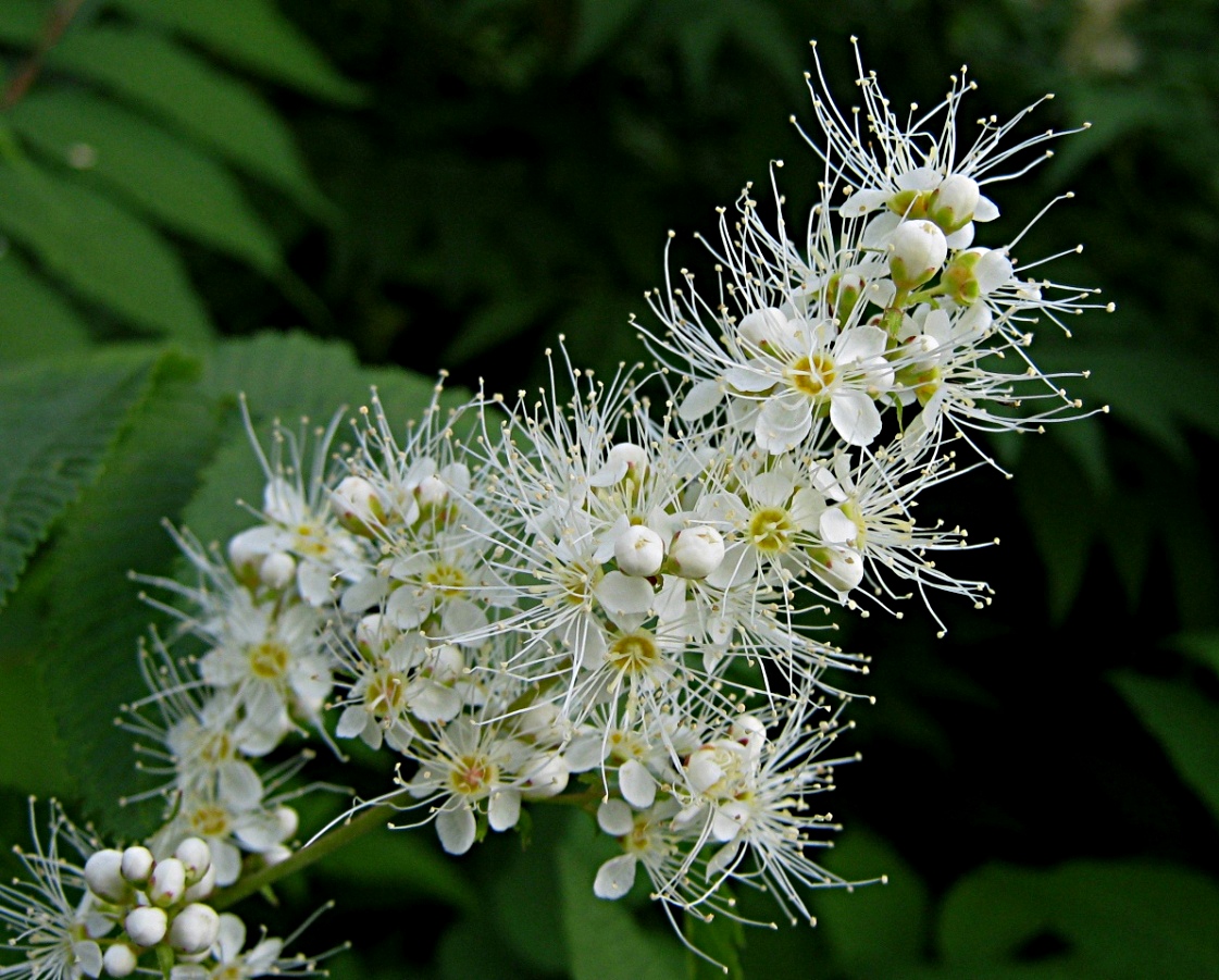 Изображение особи Sorbaria sorbifolia.