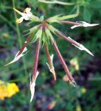 Lotus corniculatus