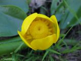 Nuphar lutea