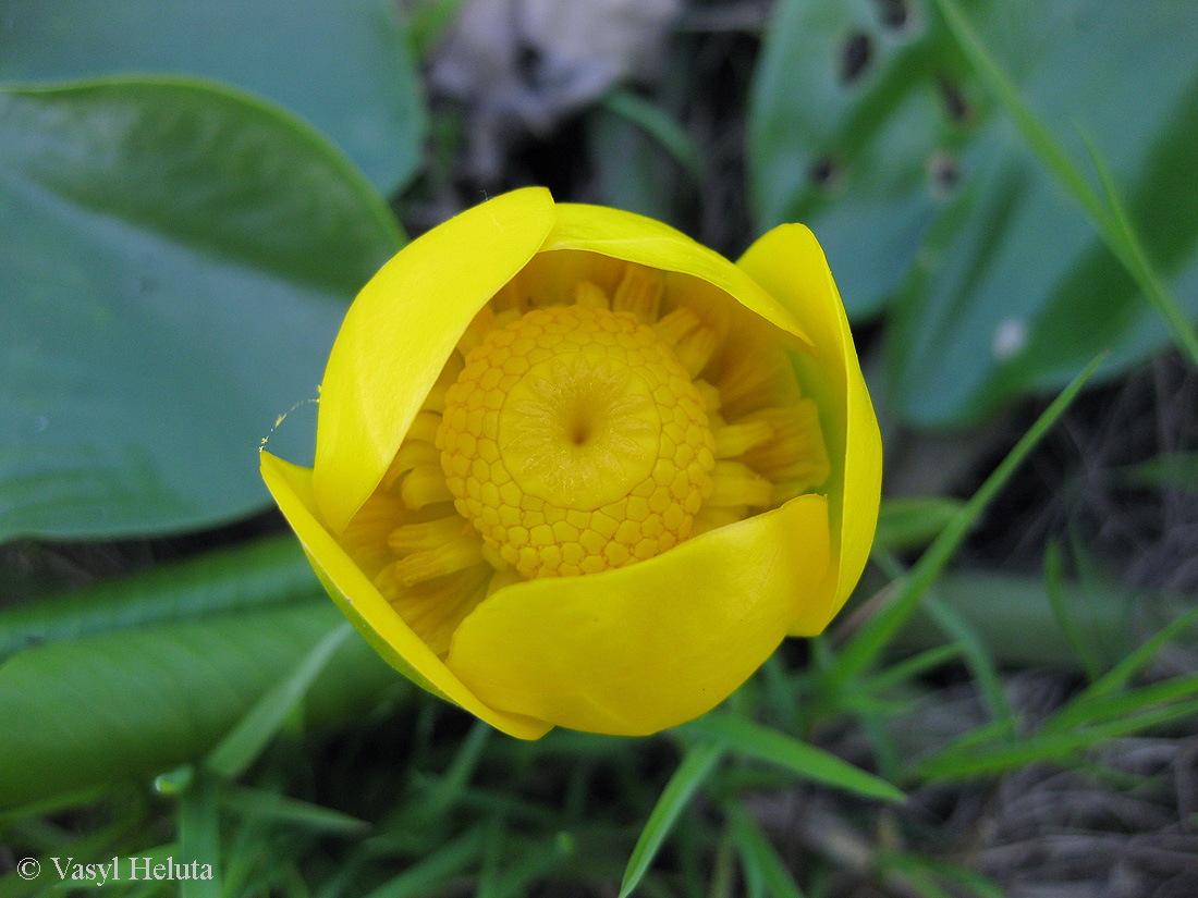 Image of Nuphar lutea specimen.