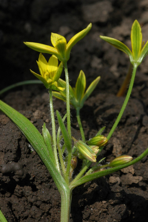 Изображение особи Gagea filiformis.