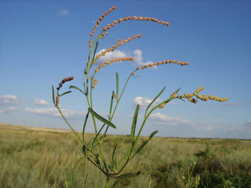 Изображение особи Atriplex intracontinentalis.