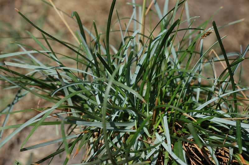 Изображение особи Sesleria caerulea.