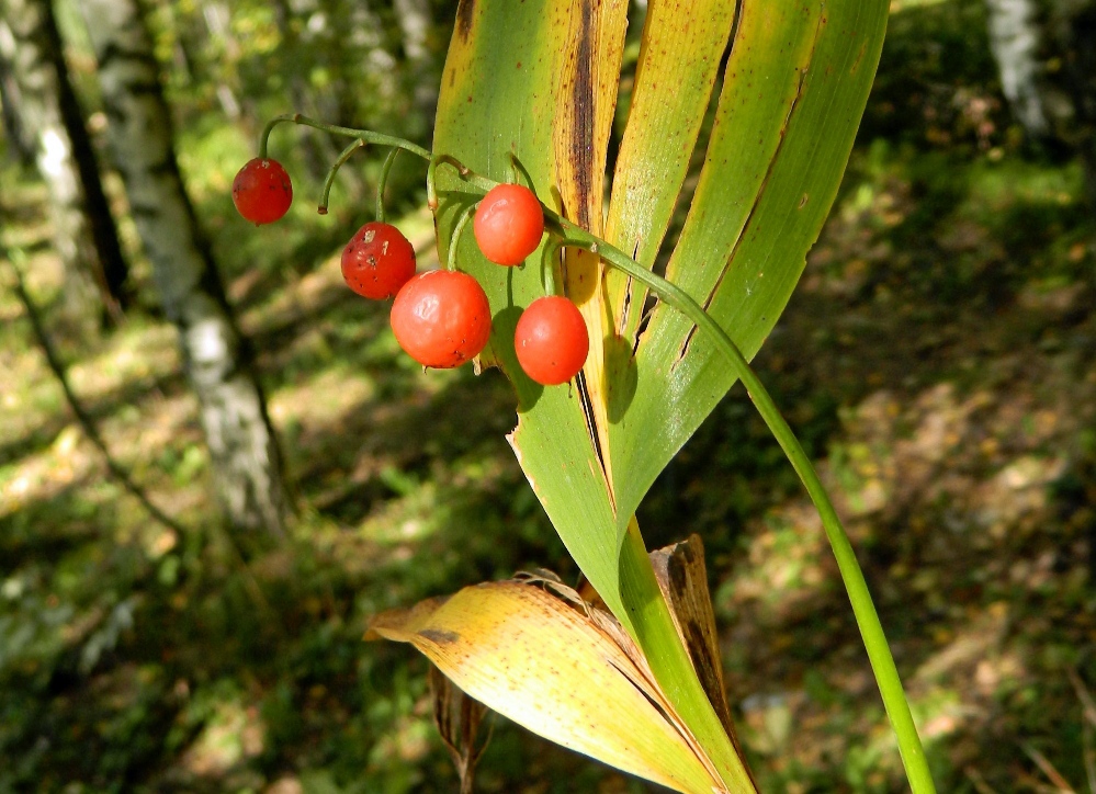 Image of Convallaria majalis specimen.