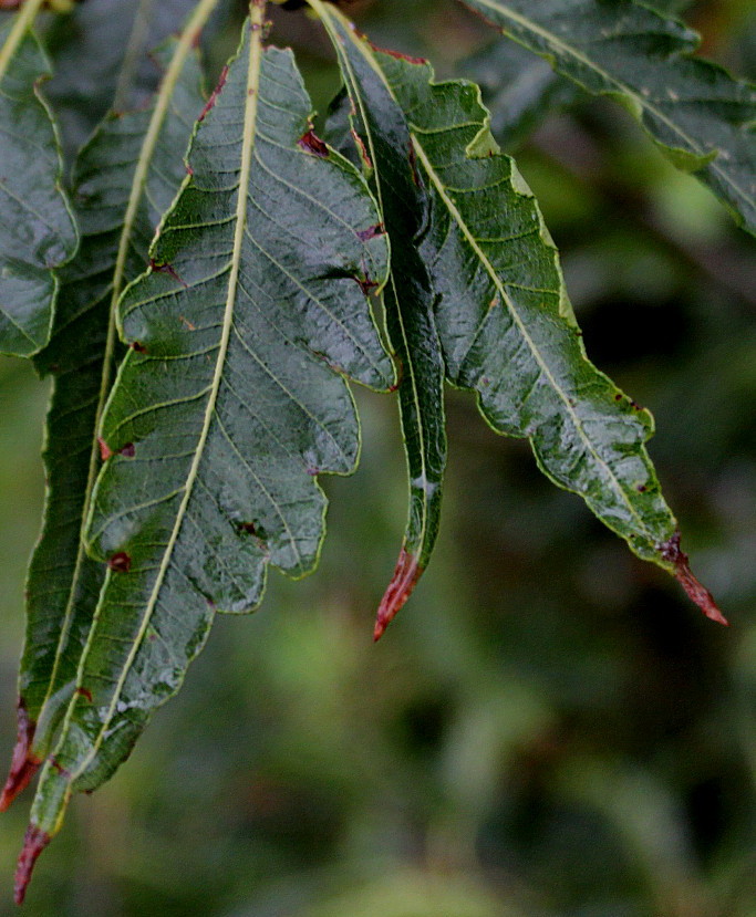 Изображение особи Fagus sylvatica.