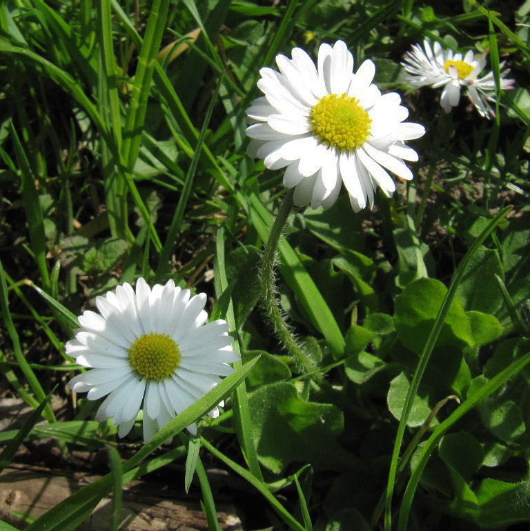 Image of Bellis perennis specimen.
