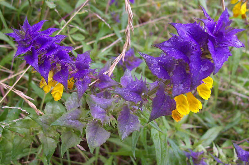 Image of Melampyrum nemorosum specimen.
