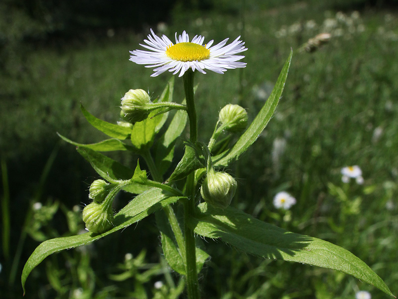 Изображение особи Erigeron annuus.