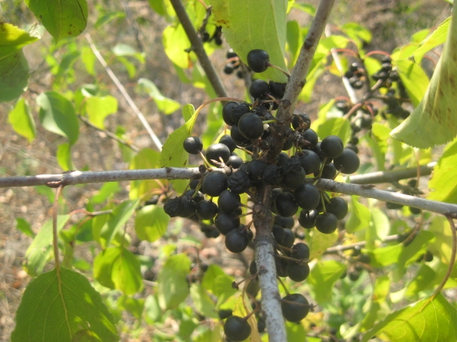 Image of Rhamnus cathartica specimen.