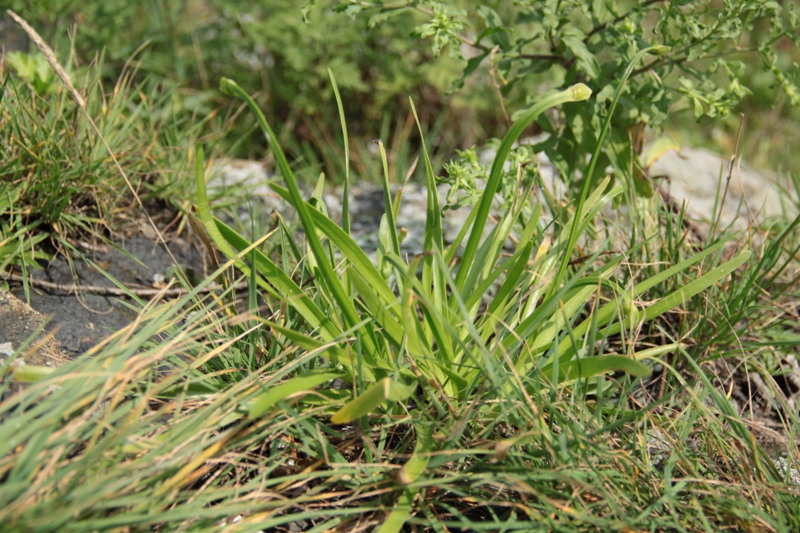 Image of Allium nutans specimen.
