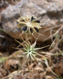 Nigella ciliaris. Плоды. Israel, Mount Carmel. 29.04.2008.