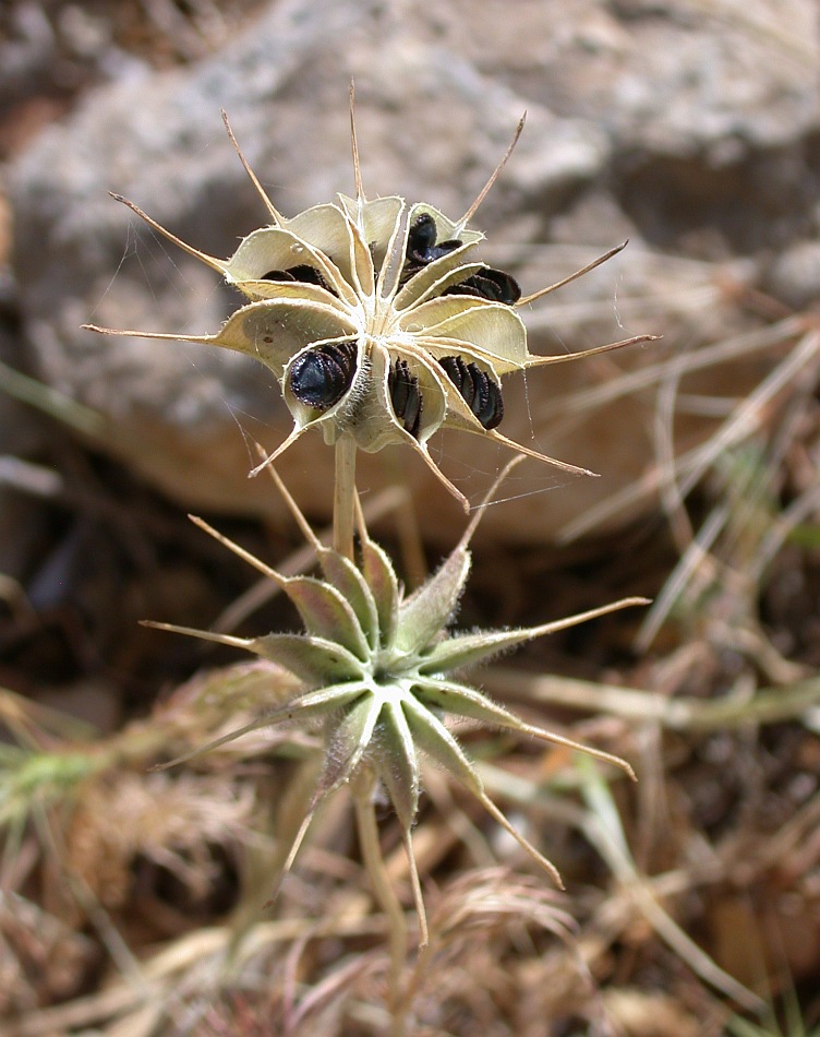 Изображение особи Nigella ciliaris.