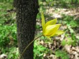 Tulipa biebersteiniana