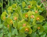 Euphorbia rigida