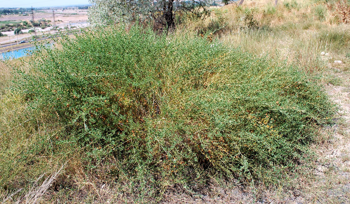 Изображение особи Meristotropis triphylla.