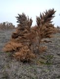 Salsola dendroides