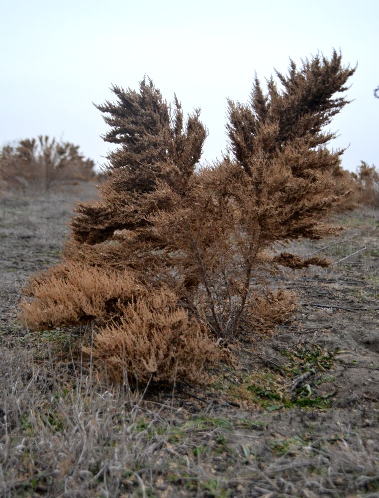 Изображение особи Salsola dendroides.