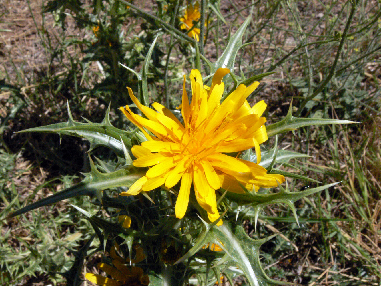 Изображение особи Scolymus hispanicus.