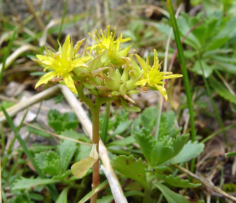 Изображение особи Aizopsis hybrida.