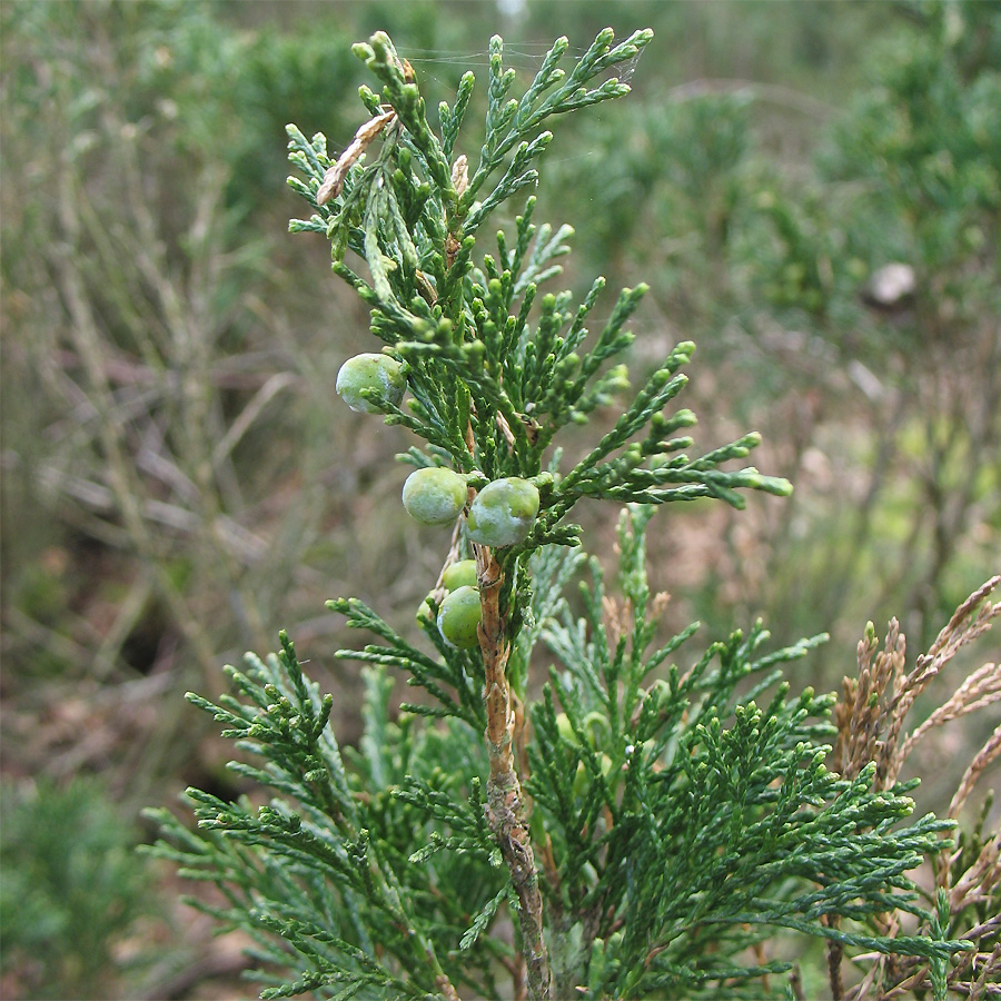 Image of Juniperus sabina specimen.