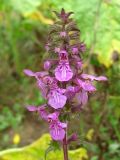 Stachys palustris. Соцветие. Украина, Хмельницкая обл., Красиловский р-н, с. Терешки. 05.08.2010.