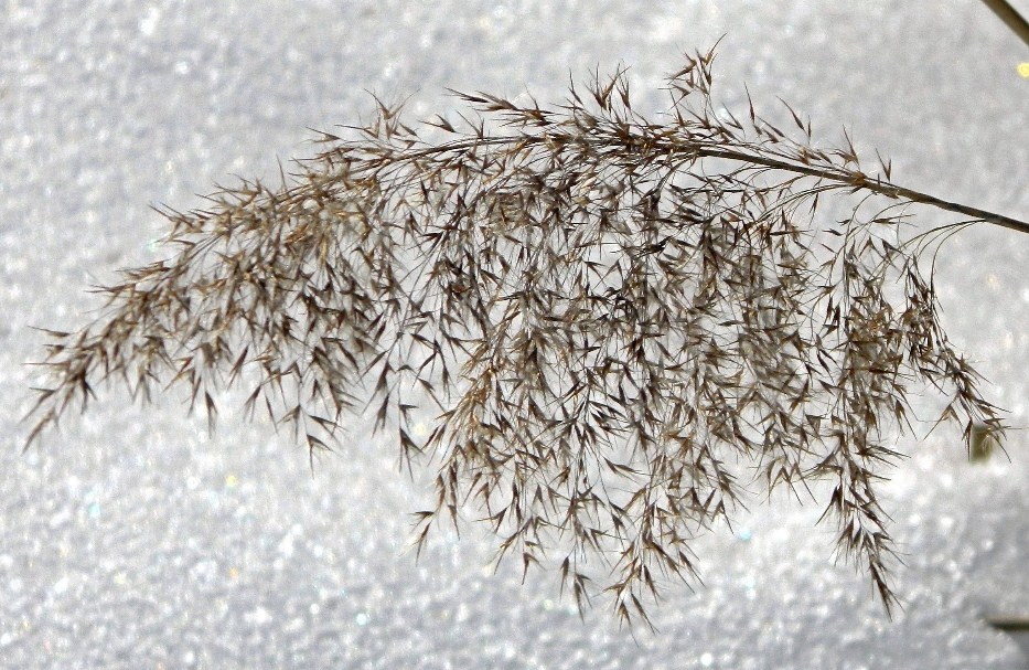 Изображение особи Phragmites australis.
