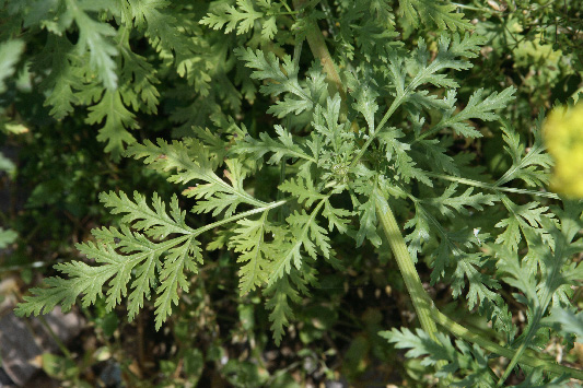 Image of Eremodaucus lehmannii specimen.