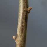 Tilia tomentosa. Средняя часть двухлетнего побега с покоящимися почками. Германия, г. Кемпен, в школьном дворе. 27.03.2013.