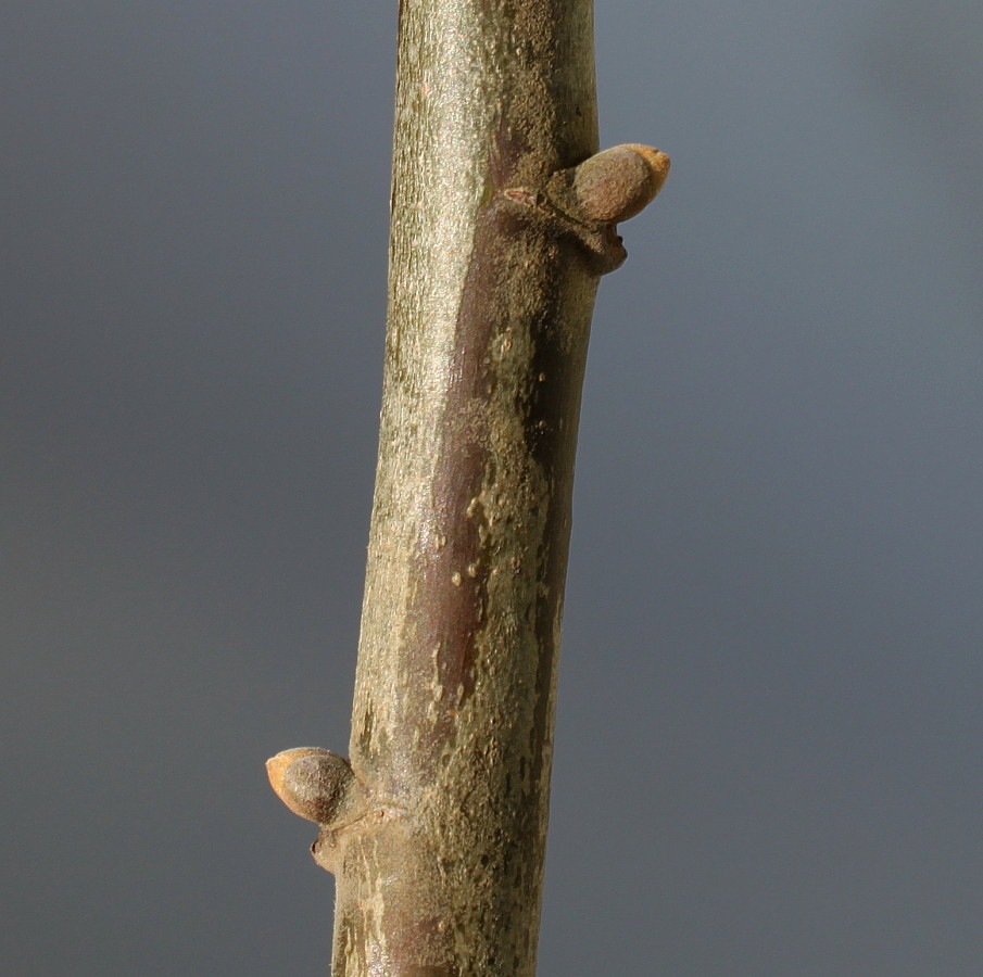 Image of Tilia tomentosa specimen.