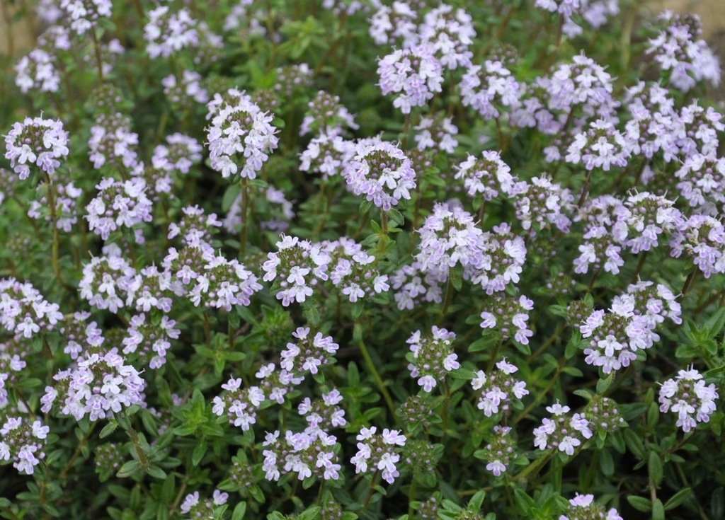 Image of genus Thymus specimen.