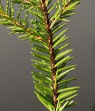 Image of taxon representative. Author is Валерий Куделя