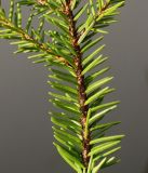 Picea orientalis