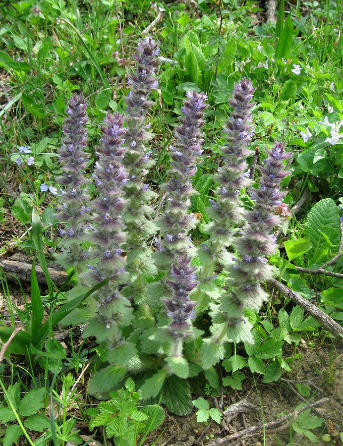 Image of Ajuga orientalis specimen.