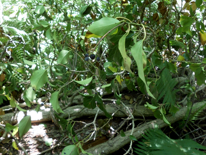 Изображение особи Hedera helix.