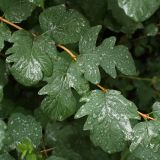 Symphoricarpos albus var. laevigatus