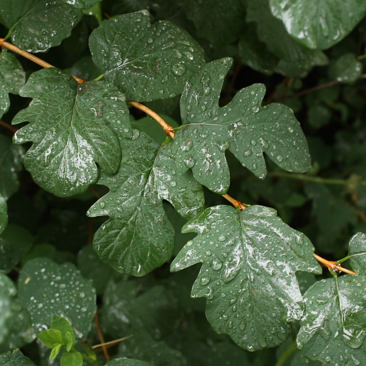Изображение особи Symphoricarpos albus var. laevigatus.