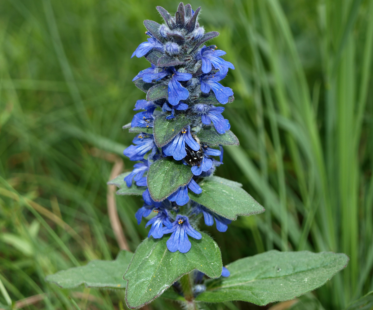 Изображение особи Ajuga genevensis.