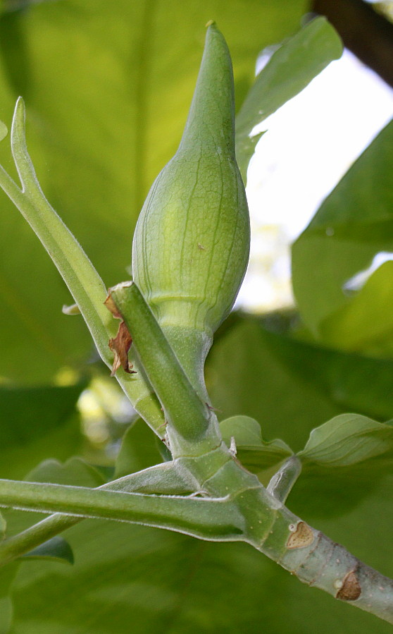 Image of Magnolia macrophylla specimen.
