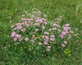 Phlomis taurica