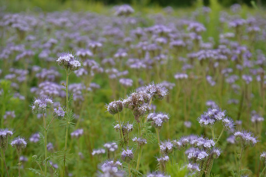 Image of Phacelia tanacetifolia specimen.