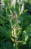 Galega officinalis. Соплодие с незрелыми плодами. Краснодарский край, окр. г. Крымск. 27.06.2013.