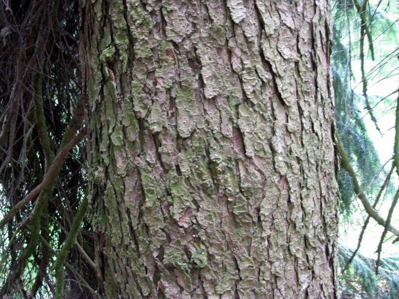 Изображение особи Picea omorika.